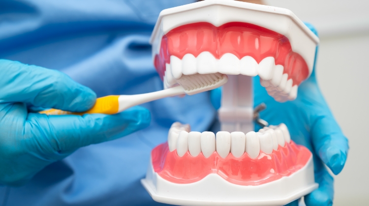 Vistoso Dental Partners in Oro Valley AZ demonstrating proper tooth brushing technique using a dental model and toothbrush.