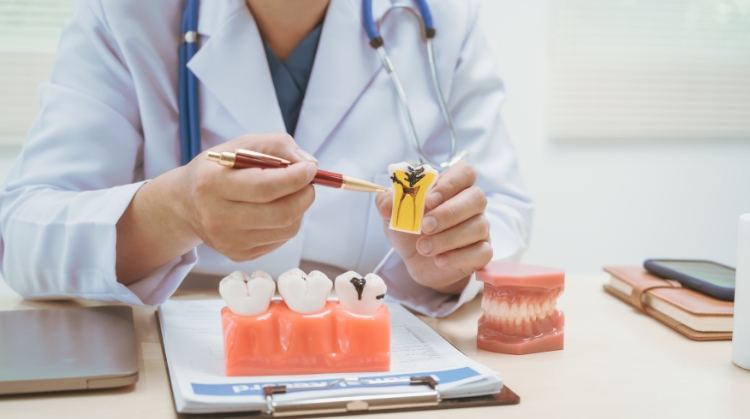 Dentist at Vistoso Dental Partners in Oro Valley, AZ explaining chipped or cracked tooth with a dental model.